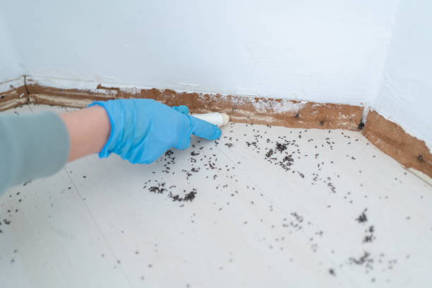 Best Termite Inspection and Treatment  in Kent City, MI